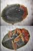 Scymnus rubromaculatus